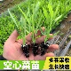 空心菜苗带根三叉柳叶四季 空心菜种籽耐高温阳台盆栽蔬菜秧苗种植