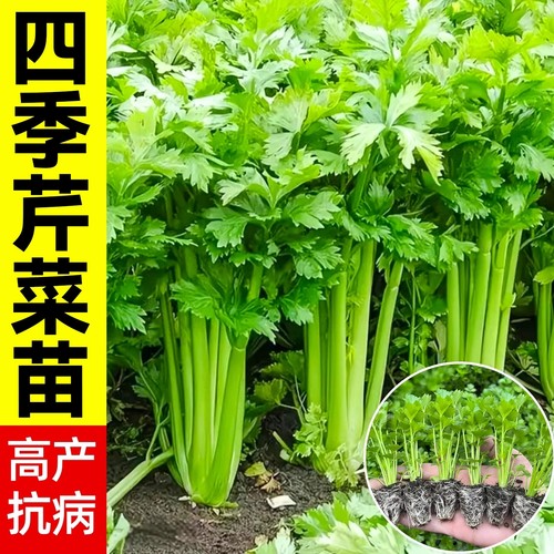 四季水果小香芹菜苗大芹菜苗