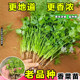 更地道更浓香山东香菜苗秧带土带根种子四季 高产重复采收多茬采收