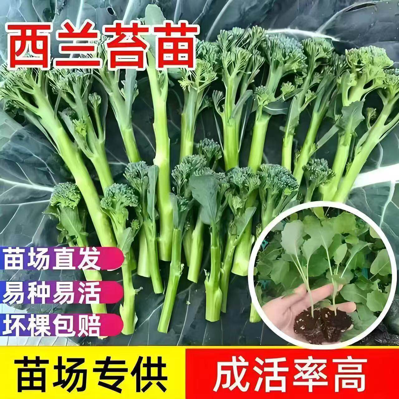 寿光西兰苔苗秧西兰花芥蓝松花菜种子耐寒春秋种植蔬菜苗阳台庭院