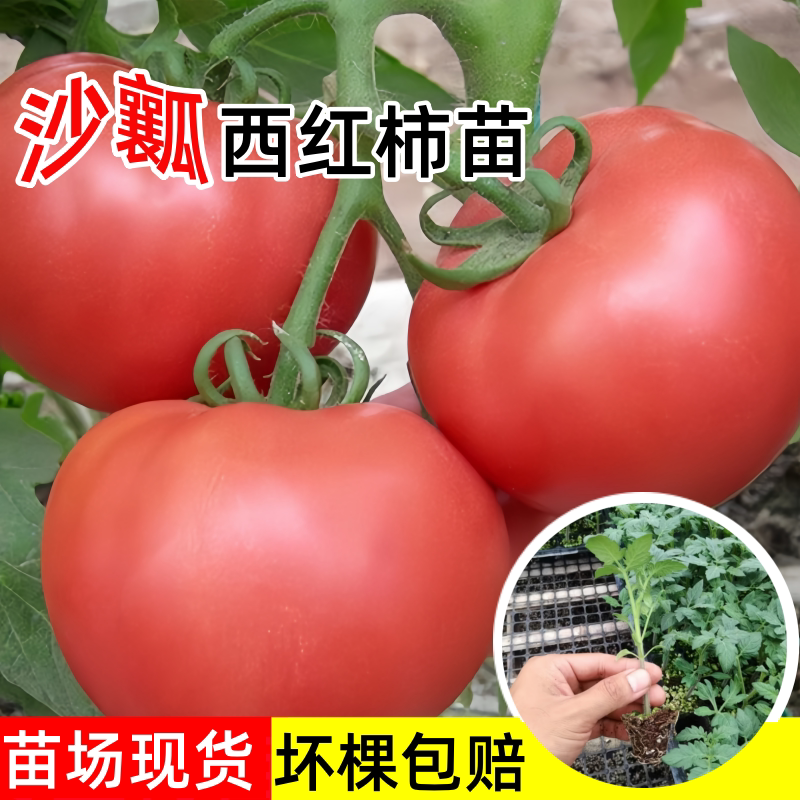 大粉西红柿苗带土秧苗老品种沙瓤番茄苗柿子苗四季盆栽菜种籽菜苗