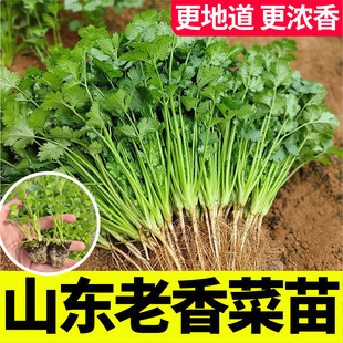 黄心白菜苗秋播盆栽阳台蔬菜种苗耐寒白菜种子大全