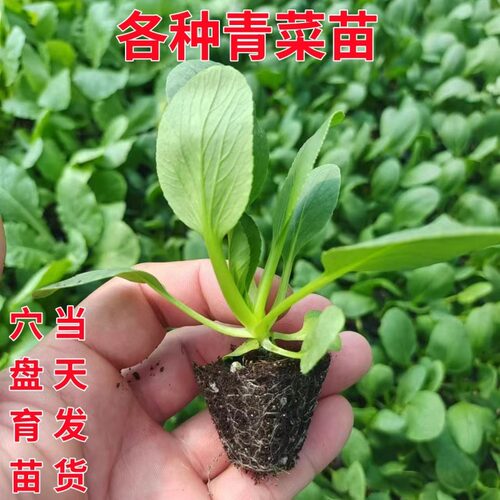 各种青菜苗盆栽种苗当天发货