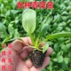各种青菜苗盆栽种苗当天发货六盘育苗蔬菜苗土球根系发达