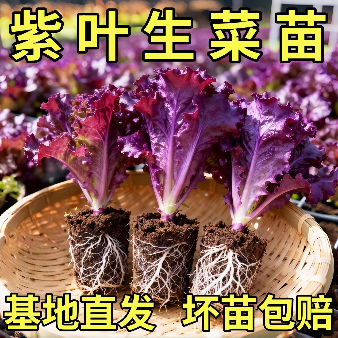 奶油紫罗莎紫叶孔雀生菜紫罗马生菜苗苗秧带土球红皱结球直立大速