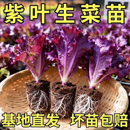 奶油紫罗莎紫叶孔雀生菜紫罗马生菜苗苗秧带土球红皱结球直立大速
