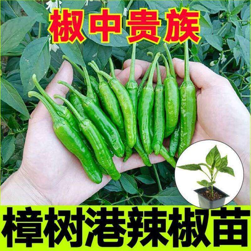 湖南正宗樟树港辣椒苗带土球秧苗春季高产阳台盆栽小青尖椒蔬菜苗