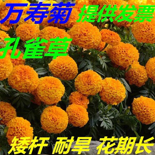 万寿菊花种子四季播种易活开花不断阳台盆栽庭院花海孔雀草种子