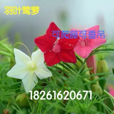 茑萝花种子 羽叶茑萝五角星花种家庭园艺种子