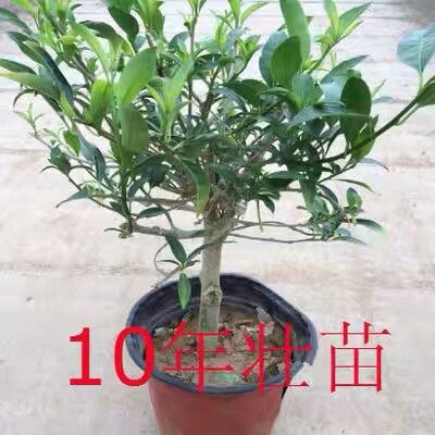草花园折扣店夜来香攀援庭院四季