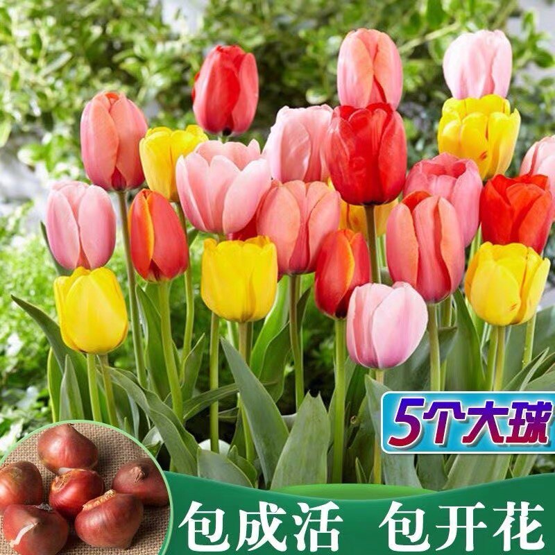 荷兰进口郁金香种球水培水养室内盆栽阳台庭院地栽耐寒多年生花卉