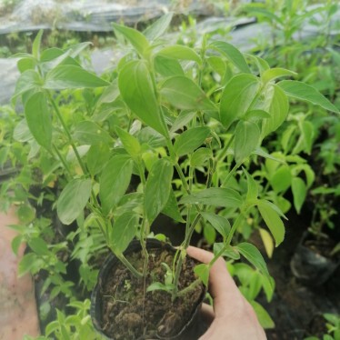红蓝草紫蓝草苗广西五色糯米饭植物染料庭院盆栽绿植