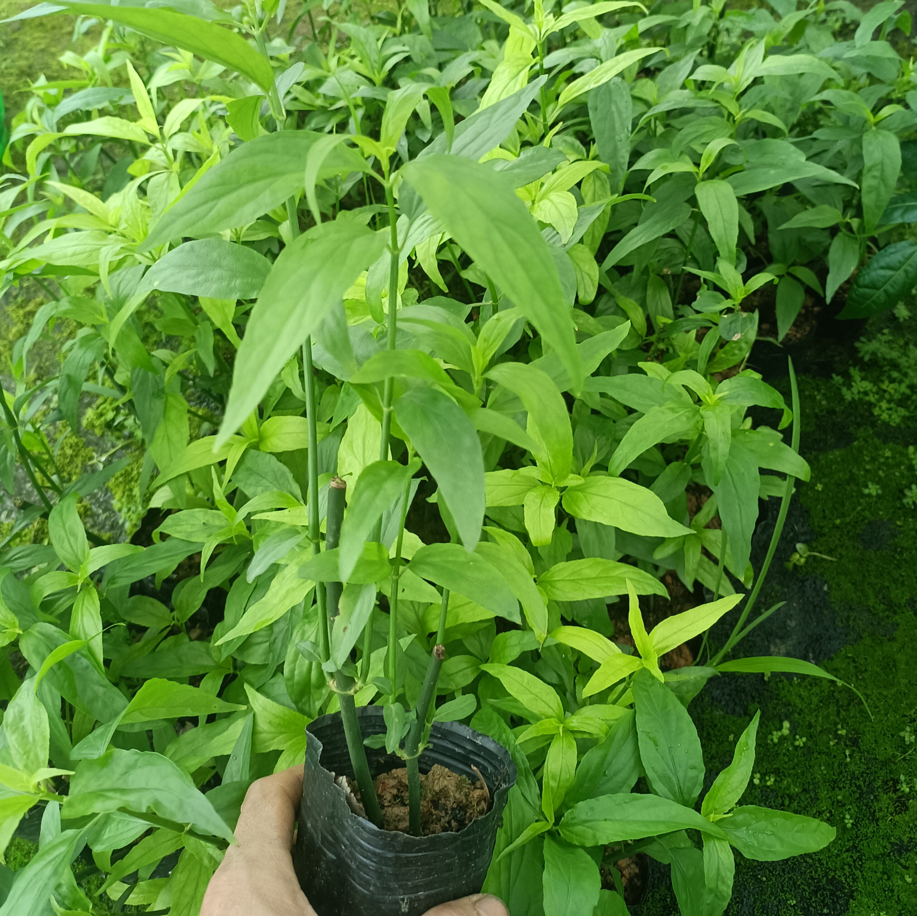 忧遁草盆栽 正宗大小叶黎王草可桌面绿植