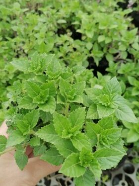 包邮凉粉草苗仙草苗烧仙草盆栽 仙人冻王老吉凉茶原料