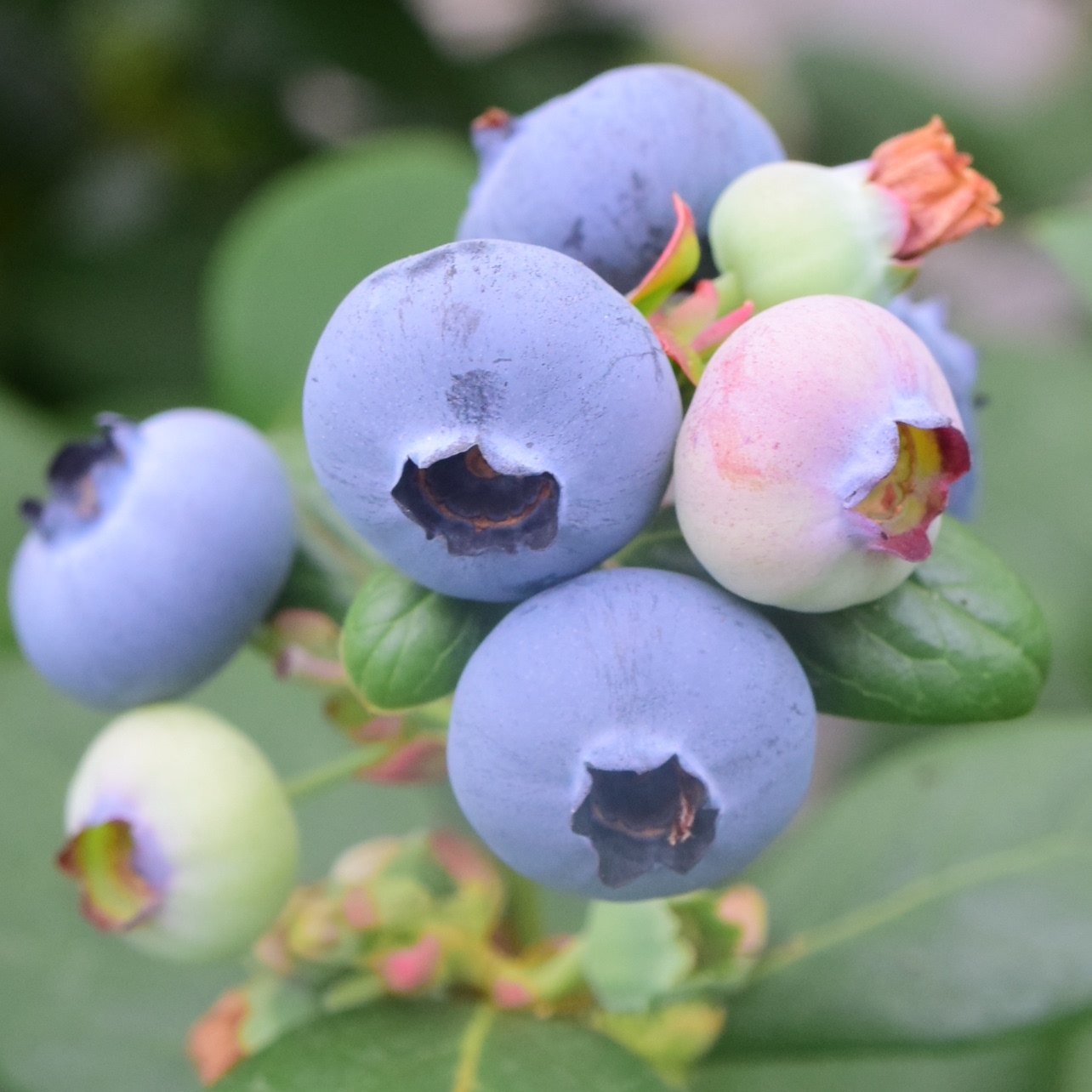 云南高山花香蓝莓新鲜现摘当季水果孕妇宝宝糖人低糖,水产肉类/新鲜蔬果/熟食,蓝莓,淘宝优惠券,粉丝福利购,淘宝优惠卷