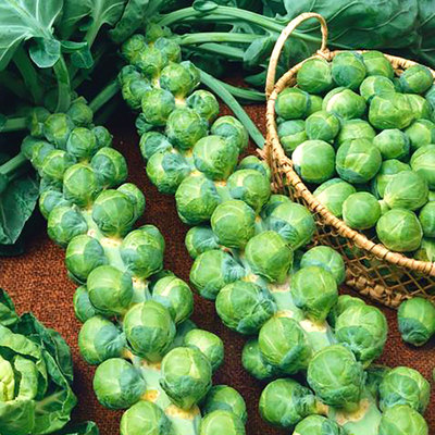 抱子甘蓝种子种籽孑苗孢子四季阳台包菜秧苗蔬菜菜苗菜种籽种种苗