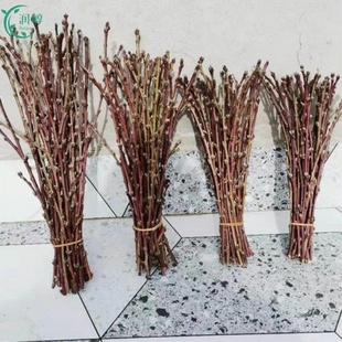 桃花枝水培植物红梅鲜花切枝树干枝珍珠李花卉室内水养绿植物盆栽