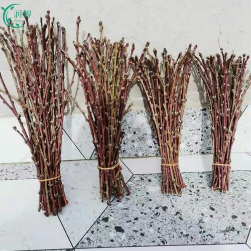 桃花枝水培植物红梅鲜花切枝树干枝珍珠李花卉室内水养绿植物盆栽
