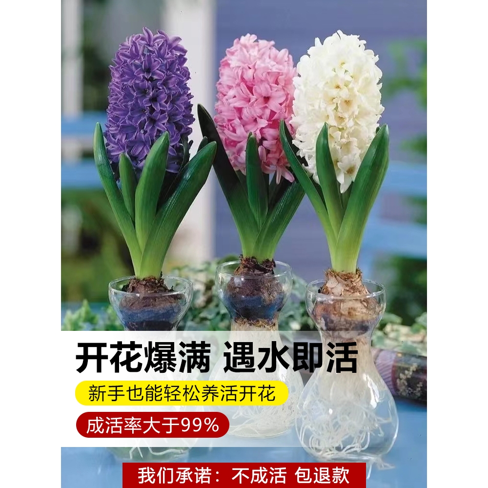 3套风信子种球水培套装荷兰进口四季水养植物花卉土培盆栽苗种子