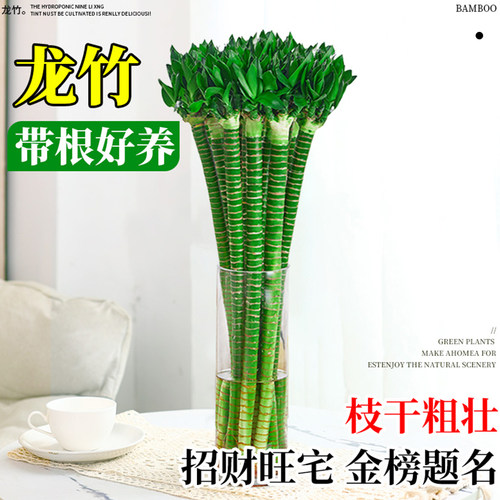 带根文昌竹龙竹富贵竹水培植物客厅招财竹室内水养绿植盆栽观音竹