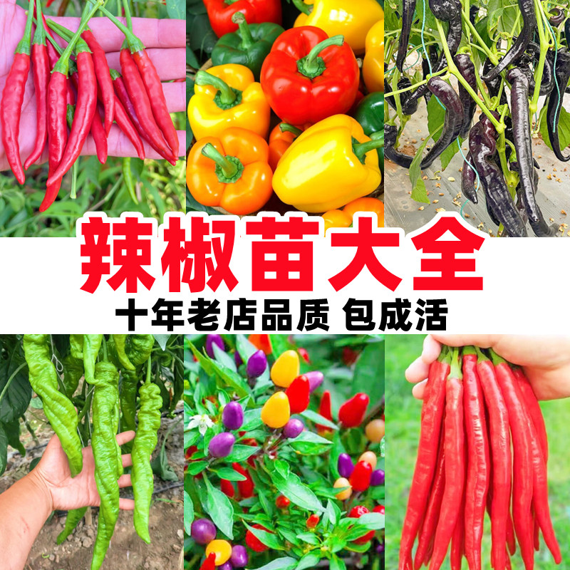 辣椒苗小米辣椒苗秧苗五彩椒朝天椒盆栽辣椒种孑茄子番茄苗蔬菜苗
