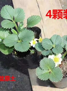 奶油草莓苗盆栽带盆带土种籽子可食用红颜四季结果阳台种植新苗秧