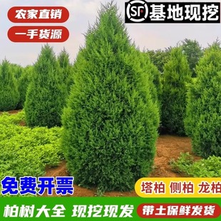 柏树树苗 塔柏 扁柏松柏侧柏树苗圆柏松树宝塔松龙柏苗绿化四季青