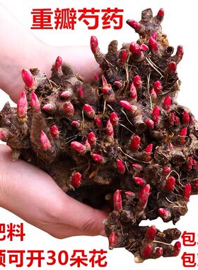 重瓣芍药花苗四季开花带芽大根块