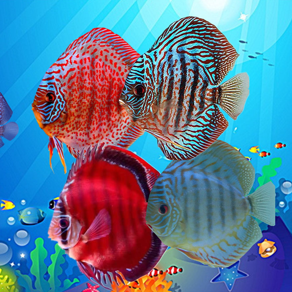 热带淡水族观赏七彩神仙鱼老虎狗阿莲包活到家自养直销品种全包邮