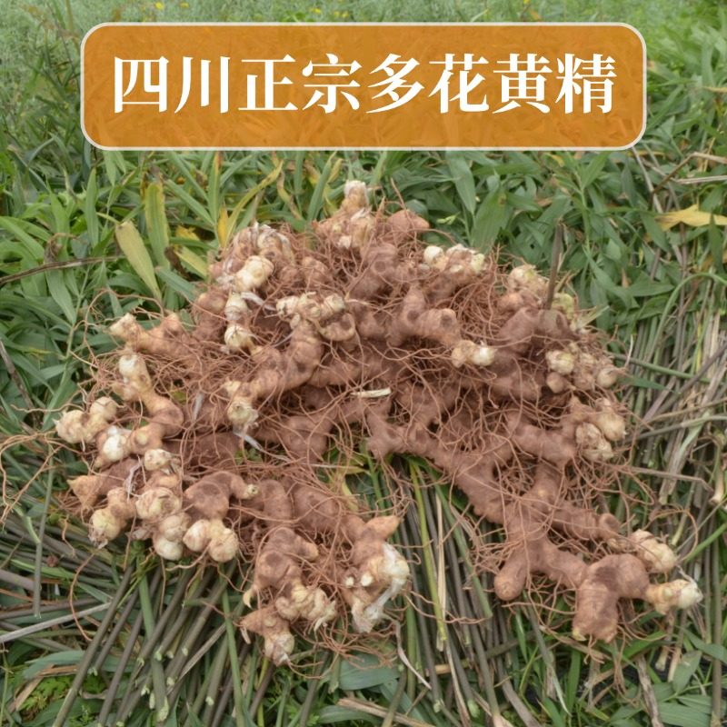 深山老黄精新鲜正宗老虎姜型野生5-10年鸡头参中药材正品多花现挖