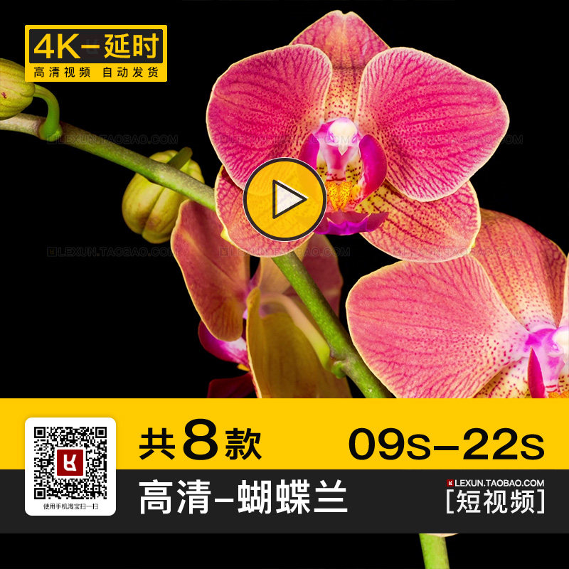 蝴蝶兰木兰纲植物开花过程实拍高清4K花朵绽放特写延时短视频素材