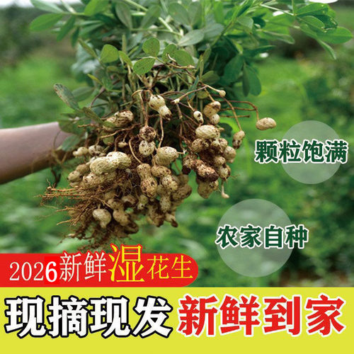 2026年新鲜现挖嫩湿花生河南新鲜花生农家自种带壳泥带叶花生根