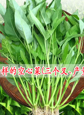 阳台盆栽三叉空心菜种籽春夏福州