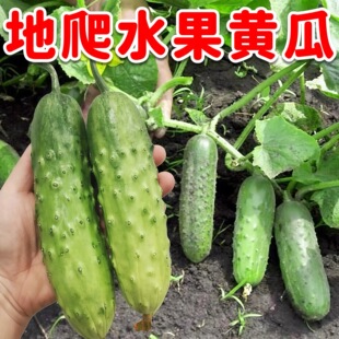 懒人地爬黄瓜种子不搭架爬地水果黄瓜种子爬满地四季播种蔬菜种籽