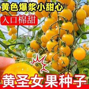 超甜黄珍珠樱桃小番茄种子高产脆甜多汁新鲜西红柿黄色圣女果种籽