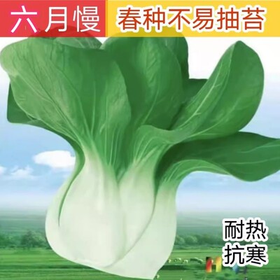 青菜种子四季青菜易种高产抗病