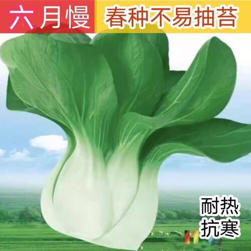 青菜种子四季青菜易种高产抗病