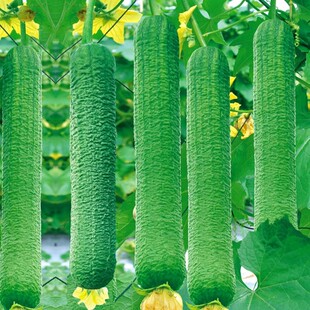 皱皮丝瓜新品种肉丝瓜种籽春季四季特大超长蔬菜种子菜孑籽种水瓜