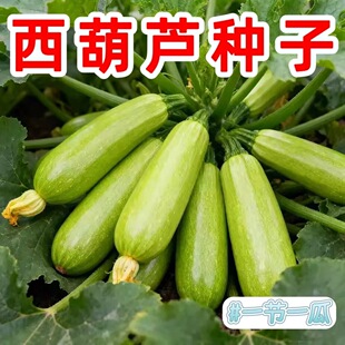 嫩南瓜早青西葫芦夏秋季 蔬菜种子 春季 西葫芦种子露天耐热抗寒四季