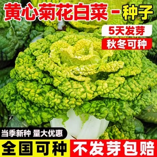 黄心菊花白菜种子四季耐寒速生大白菜高产耐热阳台庭院盆栽蔬菜籽