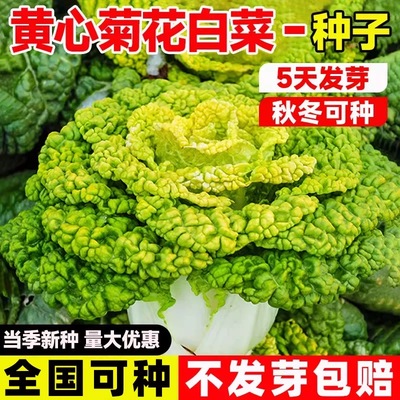 黄心菊花白菜种高产耐热抗病耐寒