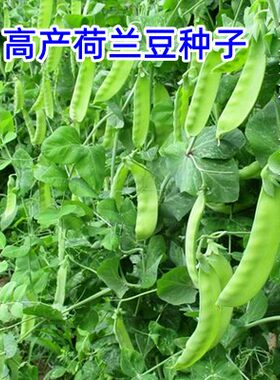 荷兰豆种籽种子豌豆苗四季