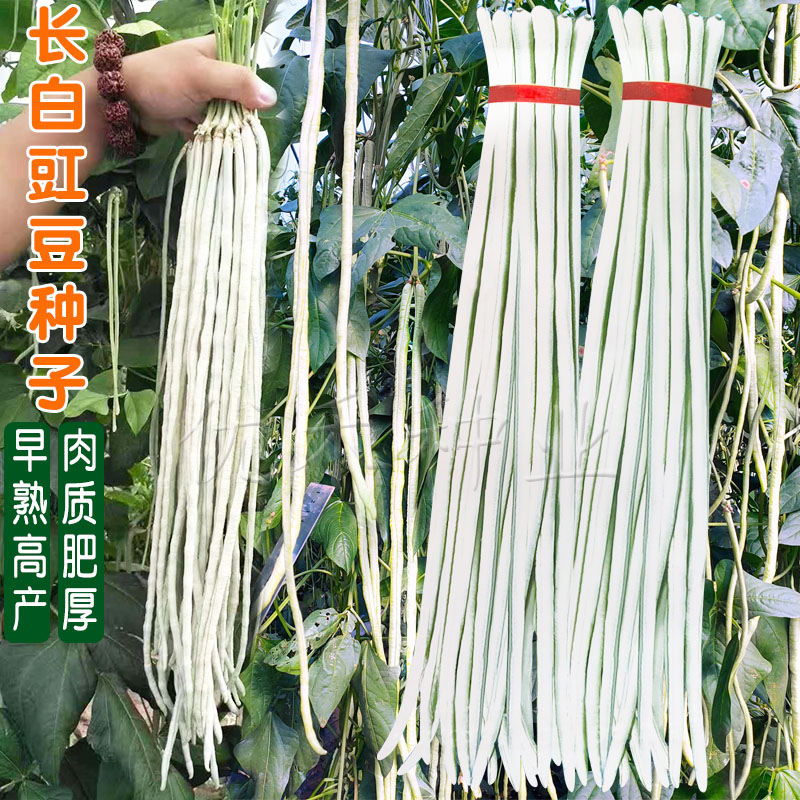 白条四季农家早熟长豆角种子