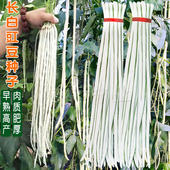 白条长豆角种子白豇豆种籽春秋四季 搭架豆籽农家早熟高产蔬菜种孑