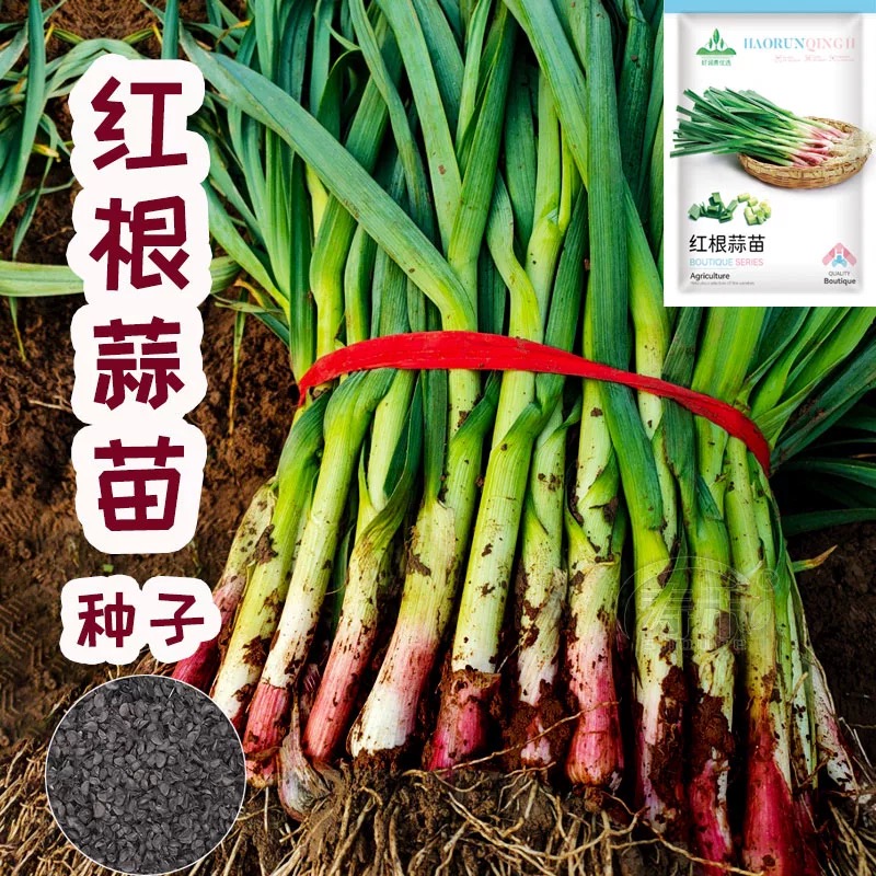 红根蒜苗种子四季宽叶蒜苗种耐寒