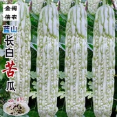 蓝山长白苦瓜种子春秋早熟耐热顺直肉厚籽少白皮苦瓜种籽蔬菜种子