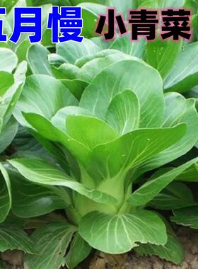 五月慢上海青油菜种子春秋农田