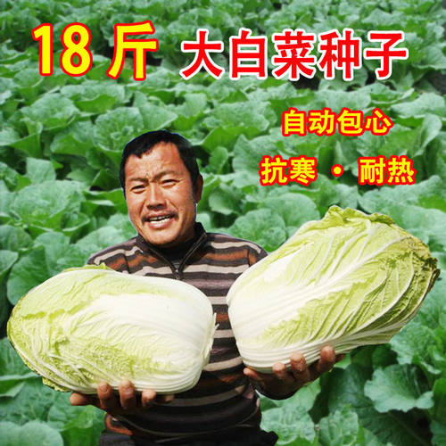 十八斤大白菜种子山东白菜籽菜子