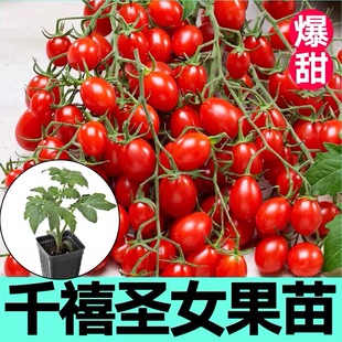 超甜千禧圣女果苗高产小番茄苗水果西红柿秧子四季种阳台盆栽菜苗