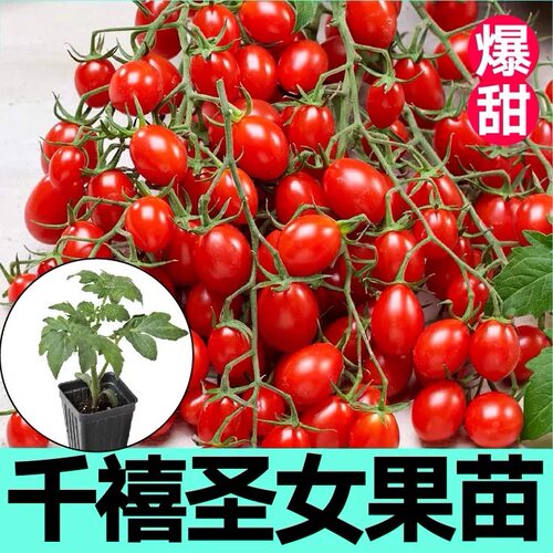千禧圣女果苗秧苗小番茄苗子春秋